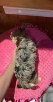 Ariel, a female Yorkshire Terrier for sale in Alvord, IA – 3 of 8