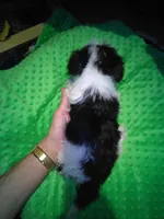 Cookie, a male Yorkshire Terrier for sale in Alvord, IA – Photo 5 of 6