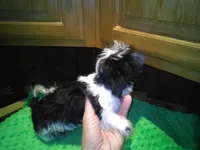 Cookie, a male Yorkshire Terrier for sale in Alvord, IA – Photo 3 of 6