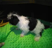 Cookie, a male Yorkshire Terrier for sale in Alvord, IA – Photo 4 of 6