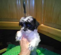 Cookie, a male Yorkshire Terrier for sale in Alvord, IA – Photo 1 of 6