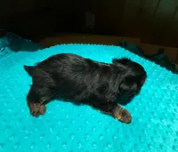 Dusty , a male Yorkshire Terrier for sale in Alvord, IA – Photo 4 of 4