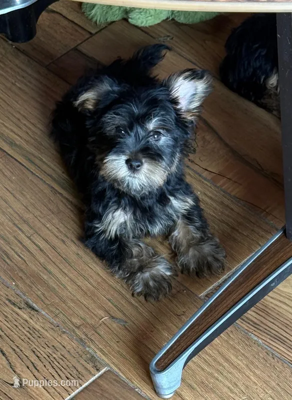 Dusty  – Yorkshire Terrier puppy for sale in Alvord, IA