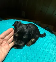 Dusty , a male Yorkshire Terrier for sale in Alvord, IA – Photo 3 of 4