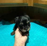 Dusty , a male Yorkshire Terrier for sale in Alvord, IA – Photo 2 of 4