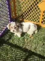 Daisy, a female Yorkshire Terrier for sale in Alvord, IA – 6 of 9