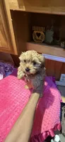 Goldie , a female Yorkshire Terrier for sale in Alvord, IA – 2 of 7