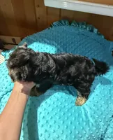 Mickey, a male Yorkshire Terrier for sale in Alvord, IA – 7 of 7