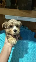 Bruce , a male Yorkshire Terrier for sale in Alvord, IA – 8 of 9