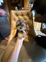 Bailey Jr, a female Yorkshire Terrier for sale in Alvord, IA – 5 of 10
