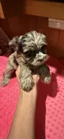 Belle, a female Yorkshire Terrier for sale in Alvord, IA – 3 of 7