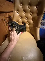 Chewy, a male Yorkshire Terrier for sale in Alvord, IA – 5 of 7