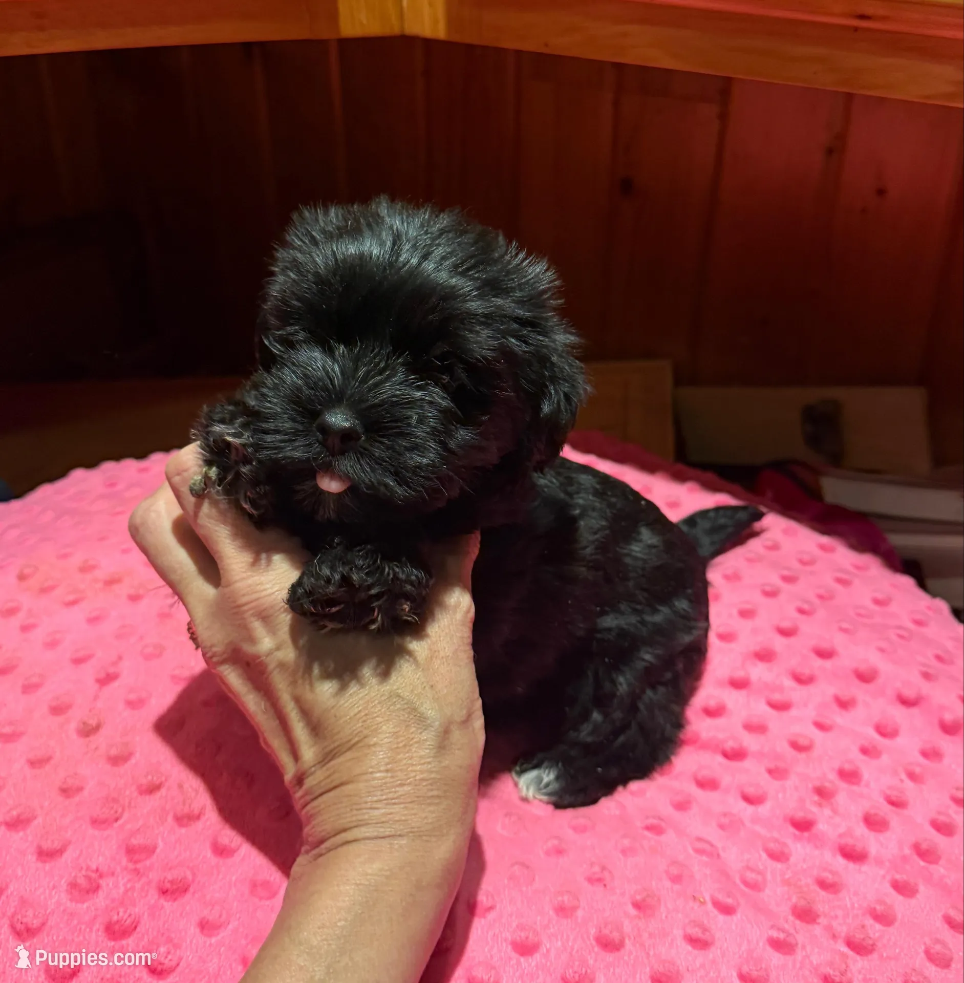 Raven – Yorkshire Terrier puppy for sale in Alvord, IA