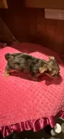 Sally, a female Yorkshire Terrier for sale in Alvord, IA – 9 of 10