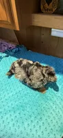 Sprinkles, a male Yorkshire Terrier for sale in Alvord, IA – 7 of 10