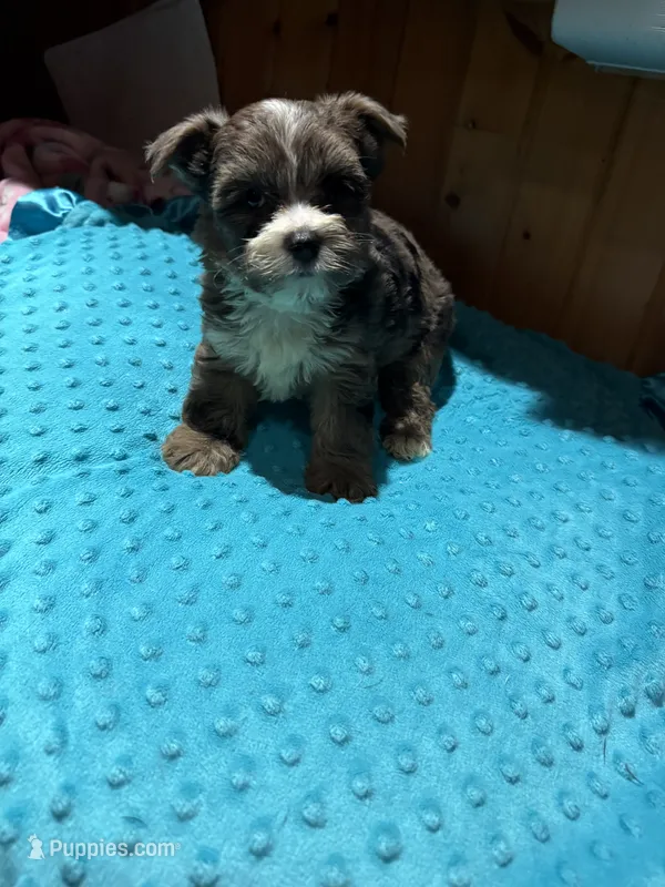 Rex – Yorkshire Terrier puppy for sale in Alvord, IA