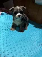 Rex, a male Yorkshire Terrier for sale in Alvord, IA – 1 of 7