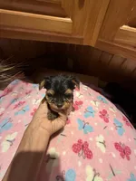 Bitsy, a female Yorkshire Terrier for sale in Alvord, IA – 4 of 7
