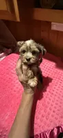 Denali, a female Yorkshire Terrier for sale in Alvord, IA – 7 of 10