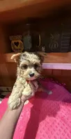 Ariel, a female Yorkshire Terrier for sale in Alvord, IA – 2 of 8