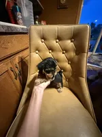 Chewy, a male Yorkshire Terrier for sale in Alvord, IA – 4 of 7