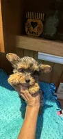 Sprinkles, a male Yorkshire Terrier for sale in Alvord, IA – 6 of 10