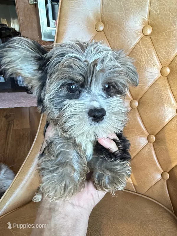 Bluey  – Yorkshire Terrier puppy for sale in Alvord, IA