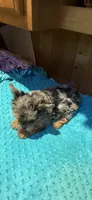 Sprinkles, a male Yorkshire Terrier for sale in Alvord, IA – 10 of 10