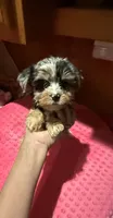 Jersey, a female Yorkshire Terrier for sale in Alvord, IA – 4 of 10