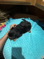 Lloyd, a male Yorkshire Terrier for sale in Alvord, IA – 6 of 7