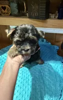 Mickey, a male Yorkshire Terrier for sale in Alvord, IA – 2 of 7