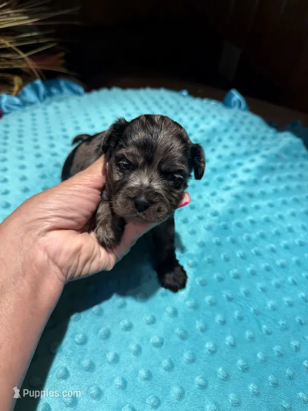 Bluey 2 – Yorkshire Terrier puppy for sale in Alvord, IA