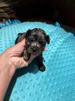 Bluey 2, a male Yorkshire Terrier for sale in Alvord, IA – 1 of 7