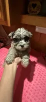 Belle, a female Yorkshire Terrier for sale in Alvord, IA – 2 of 7