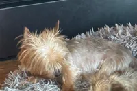 Rosie, a female Yorkshire Terrier for sale in Alvord, IA – 2 of 4