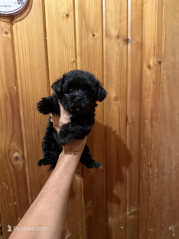 Midnight – Yorkshire Terrier puppy for sale in Alvord, IA
