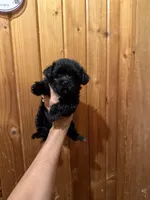 Midnight, a male Yorkshire Terrier for sale in Alvord, IA – 1 of 6