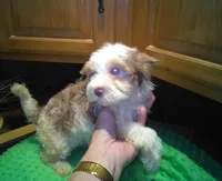 Rio-reduced, a male Yorkshire Terrier for sale in Alvord, IA – Photo 5 of 7