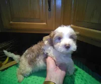 Rio-reduced, a male Yorkshire Terrier for sale in Alvord, IA – Photo 7 of 7