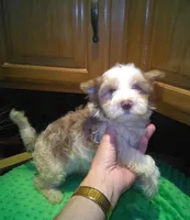 Rio-reduced, a male Yorkshire Terrier for sale in Alvord, IA – Photo 4 of 7