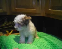 Rio-reduced, a male Yorkshire Terrier for sale in Alvord, IA – Photo 2 of 7