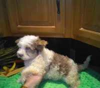 Rio-reduced, a male Yorkshire Terrier for sale in Alvord, IA – Photo 1 of 7