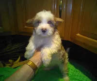 Rio-reduced, a male Yorkshire Terrier for sale in Alvord, IA – Photo 6 of 7