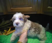 Rio-reduced, a male Yorkshire Terrier for sale in Alvord, IA – Photo 3 of 7