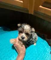 Diego , a male Yorkshire Terrier for sale in Alvord, IA – Photo 5 of 9