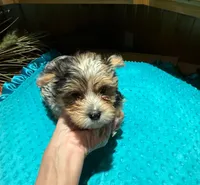 Diego , a male Yorkshire Terrier for sale in Alvord, IA – Photo 3 of 9