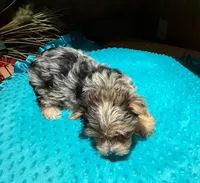 Diego , a male Yorkshire Terrier for sale in Alvord, IA – Photo 8 of 9