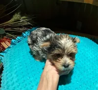 Diego , a male Yorkshire Terrier for sale in Alvord, IA – Photo 1 of 9