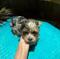 Diego , a male Yorkshire Terrier for sale in Alvord, IA – Photo 4 of 9