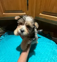 Diego , a male Yorkshire Terrier for sale in Alvord, IA – Photo 2 of 9